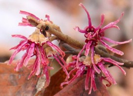 hamamelis_x_intermed_8oad8pz4mutc — kopiya
